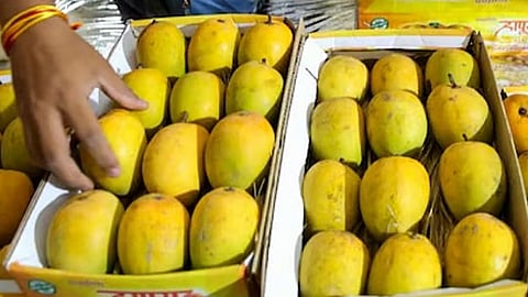 இந்திய மாம்பழங்களுக்கு தடை விதித்த நேபாளம்.! - காரணம் என்ன.?
