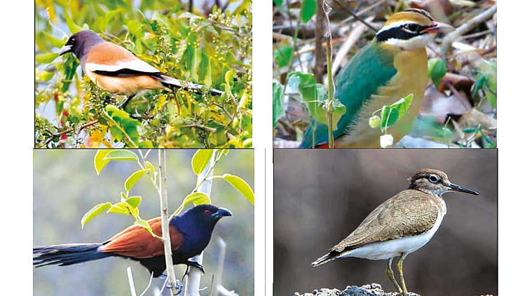 Madurai’s Rich Bird Population Highlights the Importance of Protecting Natural Habitats