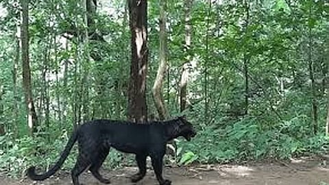 குன்னூர்: குடியிருப்பு பகுதியில் கருஞ்சிறுத்தை உலா