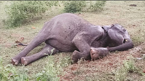 ஈரோடு: ஊருக்குள் சுற்றித்திரிந்த பெண் யானை உயிரிழப்பு