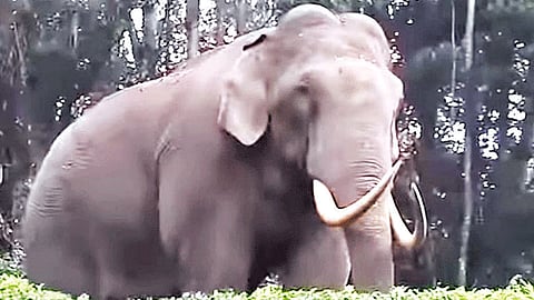 வாகனங்களை சேதப்படுத்தி ‘படையப்பா' காட்டு யானை அட்டகாசம்