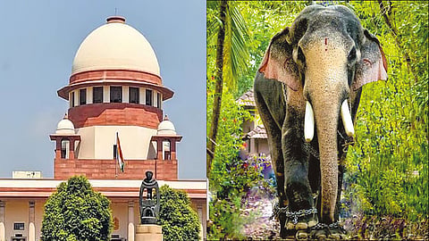 மிக உயரமான யானை ‘ராமன்’
