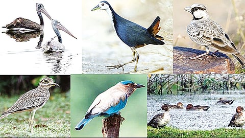 திருச்சி மாவட்டத்தில் நீர், நிலவாழ் பறவைகள் வருகை அதிகரிப்பு - கணக்கெடுப்பில் தகவல்