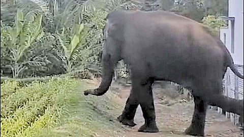 பவானிசாகர் அருகே தோட்டங்களுக்குள் புகுந்து காட்டு யானை அட்டகாசம்