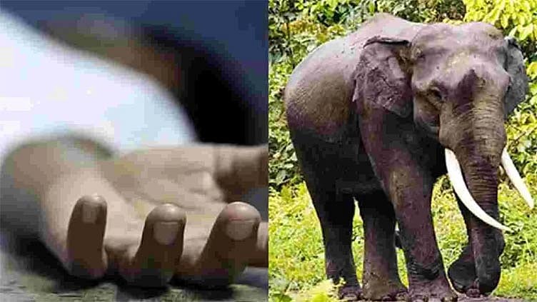 ஜார்க்கண்ட்:  யானை தாக்கி மூதாட்டி பலி

