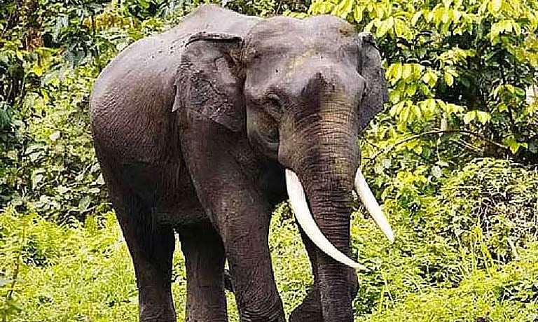 கூடலூரில் வளர்ப்பு யானை தாக்கியதில் பாகன் படுகாயம்
