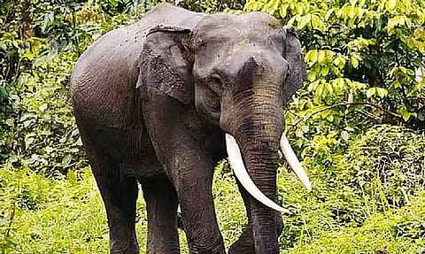 வளர்ப்பு யானை