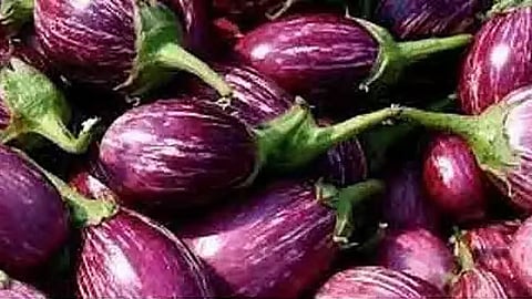  கத்தரிக்காய்
