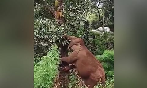 பலாப்பழத்தை பறித்து ருசித்து சாப்பிட்ட காட்டு யானை