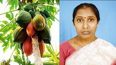 பப்பாளி பறித்தபோது ஏணியில் இருந்து தவறி விழுந்து யமுனா தேவி  