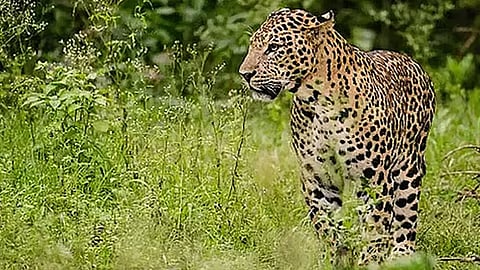 வால்பாறையில் சிறுத்தைகள் உலா 