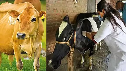 தூத்துக்குடியில் 1.25 லட்சம் மாடுகளுக்கு இலவசமாக தடுப்பூசி போடும் பணி - இன்று தொடக்கம்
