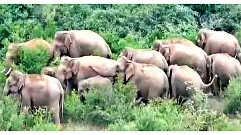 மேற்கு தொடர்ச்சி மலை,யானை கூட்டம் 