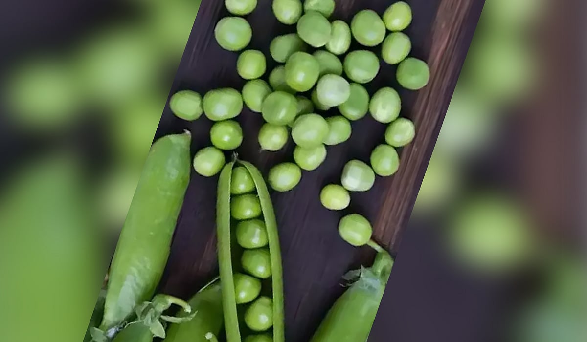 தினமும் பட்டாணி சாப்பிட்டால் உடலில் நடக்கும் அற்புத மாற்றங்கள்!