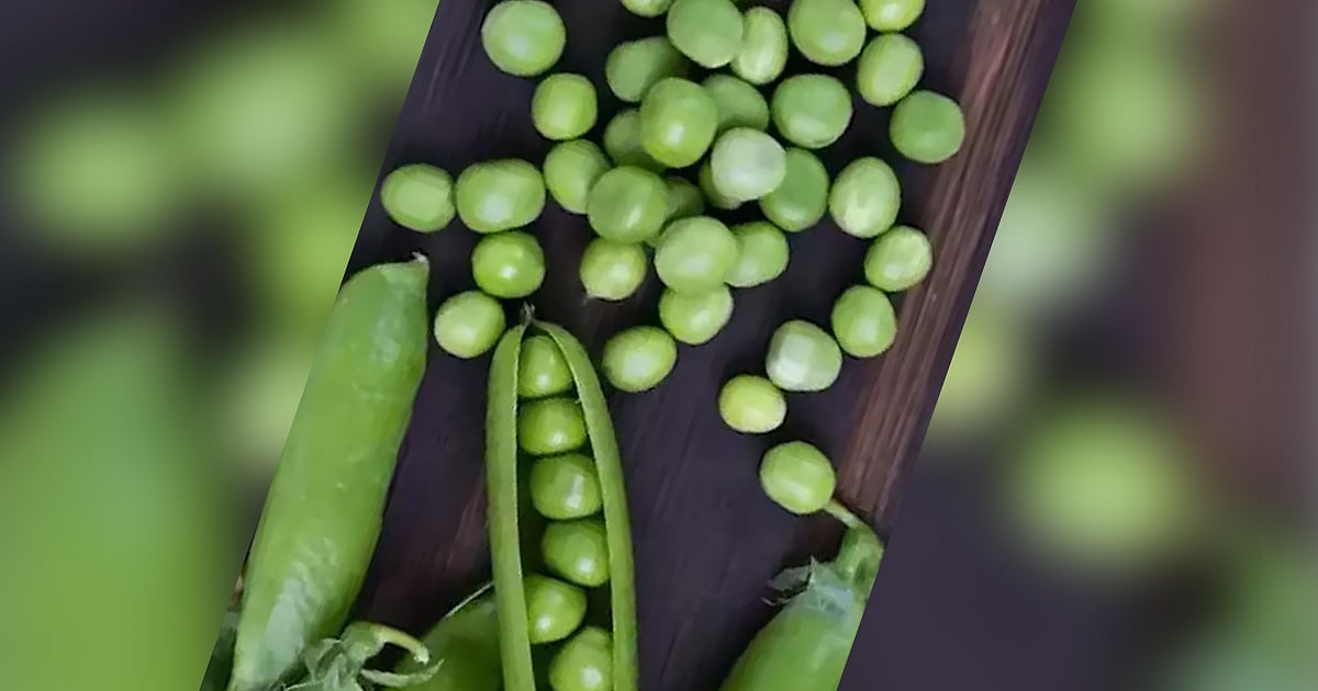 தினமும் பட்டாணி சாப்பிட்டால் உடலில் நடக்கும் அற்புத மாற்றங்கள்!