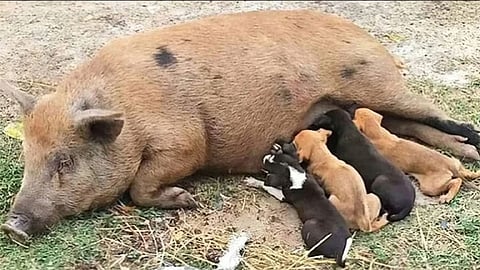 நாய் குட்டிகளுக்கு பால் ஊட்டிய பன்றி