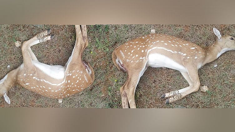 மத்தியபிரதேசம்: கிணற்றுக்குள் இறந்து கிடந்த 13 மான்கள்