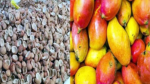 தமிழக விவசாயிகளிடமிருந்து கொப்பரை  தேங்காய், தோதாபுரி மாம்பழங்கள் கொள்முதல்: மத்திய அரசு ஒப்புதல்