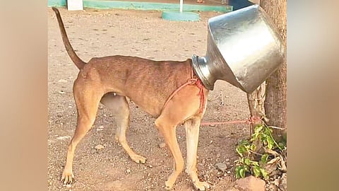 குடத்துக்குள் சிக்கிய நாயின் தலை