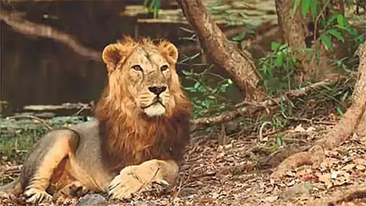 குஜராத்தில் சிங்கம் தாக்கி ஒருவர் உயிரிழப்பு; இணை சேரும்போது தொந்தரவு செய்திருக்கலாம் என அதிகாரிகள் சந்தேகம்