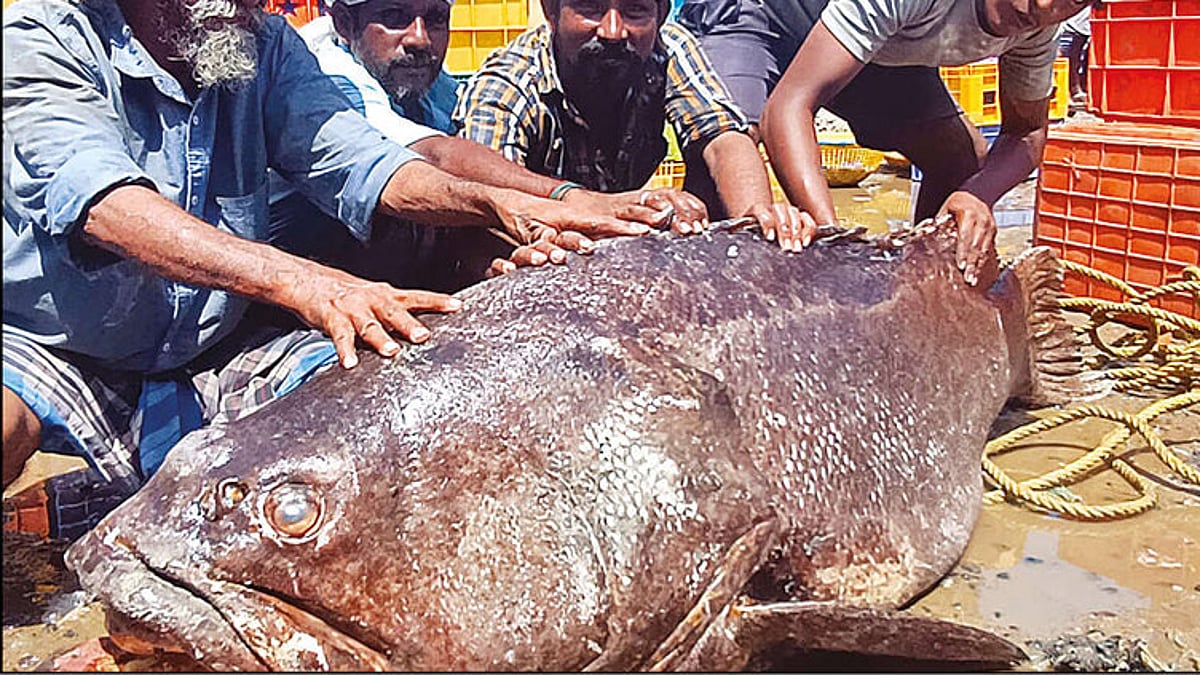 பாம்பன் மீனவர்கள் வலையில் சிக்கிய 117 கிலோ ‘புள்ளி களவாய் மீன்'