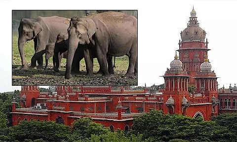 யானை வழித்தடங்கள் குறித்து விரைந்து அறிவிக்க வேண்டும் - தமிழக அரசுக்கு ஐகோர்ட்டு உத்தரவு