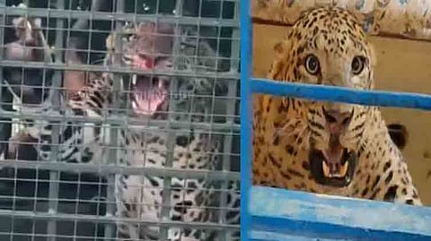 வயநாட்டில் சிறுத்தை கூண்டில் சிக்கியது.