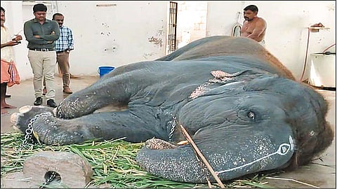 திருச்செந்தூர் கோவில் யானை தெய்வானை-க்கு மருத்துவக்குழுவினர்  பரிசோதனை 