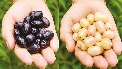 நாவல் பழத்தில் எது சிறந்தது... ‘வெள்ளையா?, ஊதாவா? - தெரிந்து கொள்ளுங்கள்..!