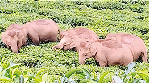 நீலகிரி: தேயிலை தோட்டத்துக்குள் புகுந்து காட்டு யானைகள் அட்டகாசம்