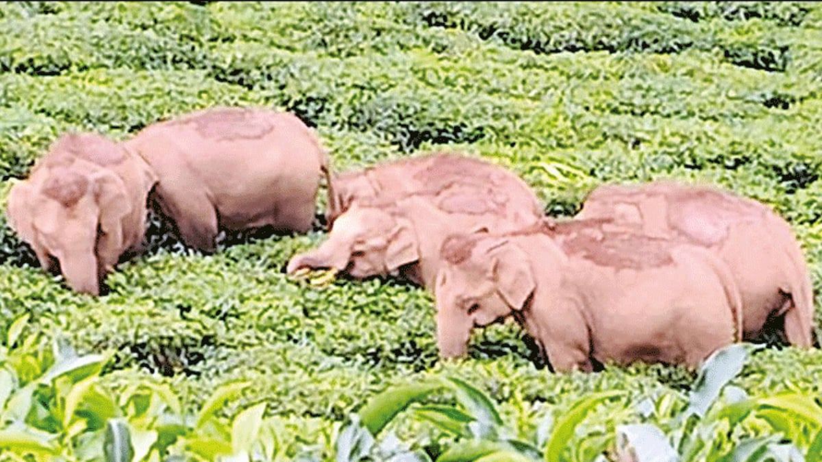 நீலகிரி: தேயிலை தோட்டத்துக்குள் புகுந்து காட்டு யானைகள் அட்டகாசம்