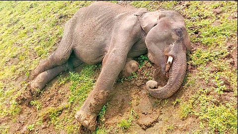 அணை பகுதியில் மயங்கி கிடந்த குட்டி யானை சிகிச்சை பலனின்றி உயிரிழப்பு