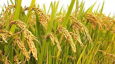 நெல்-கோப்புப்படம்