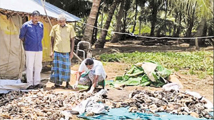 மொடக்குறிச்சி அருகே தெருநாய்கள் கடித்து குதறியதில் 600 கோழிக் குஞ்சுகள் இறந்தன