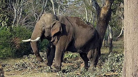 ஆற்றைக் கடந்தும் தப்பவில்லை: 14 ஆண்டுகளில் ஒரே குடும்பத்தில் 4 பேரை கொன்ற காட்டு யானை!