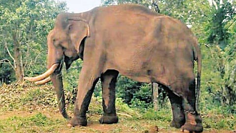 காட்டு யானைகளை விரட்ட வந்த போது உடல்நலக்குறைவு:
கும்கி யானைக்கு சிகிச்சை