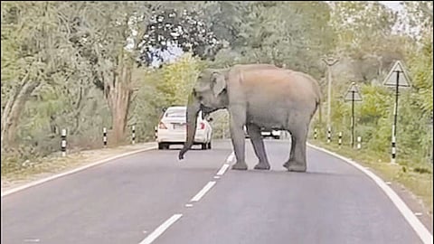 ஆசனூர் அருகே வாகனங்களை வழிமறித்த காட்டு யானை