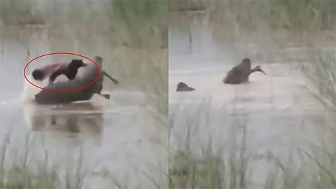  ஆற்றில் குளித்துக்கொண்டிருந்த சிறுவனை கடித்துக்கொன்ற முதலை

