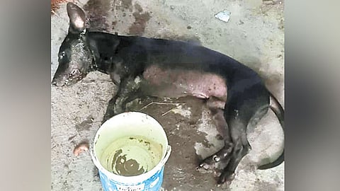நல்லபாம்பிடம் போராடி உயிரிழந்த நாய்