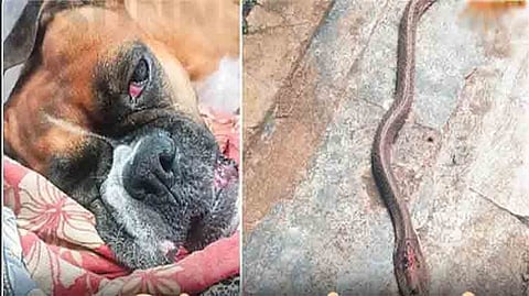 ஆந்திரா அருகே வீட்டிற்குள் நுழைய முயன்ற பாம்பைக் கொன்ற நாய்.