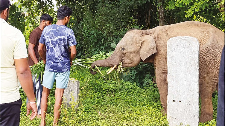 ஊருக்குள் புகுந்த குட்டி யானையை கொஞ்சி மகிழ்ந்த கிராம மக்கள் - செல்பி எடுத்து உற்சாகம்
