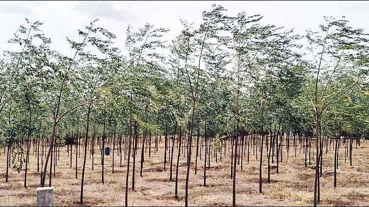 ஏக்கருக்கு ரூ.6 லட்சம் வரை வருவாய்... மலைவேம்பு சாகுபடியில் ஆர்வம் காட்டும் விவசாயிகள்