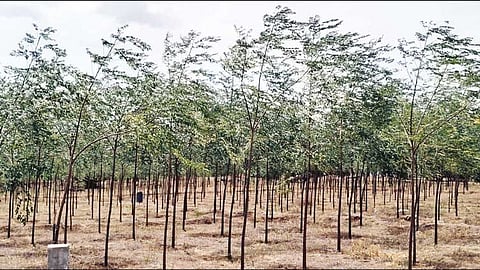 ஏக்கருக்கு ரூ.6 லட்சம் வரை வருவாய்... மலைவேம்பு சாகுபடியில் ஆர்வம் காட்டும் விவசாயிகள்