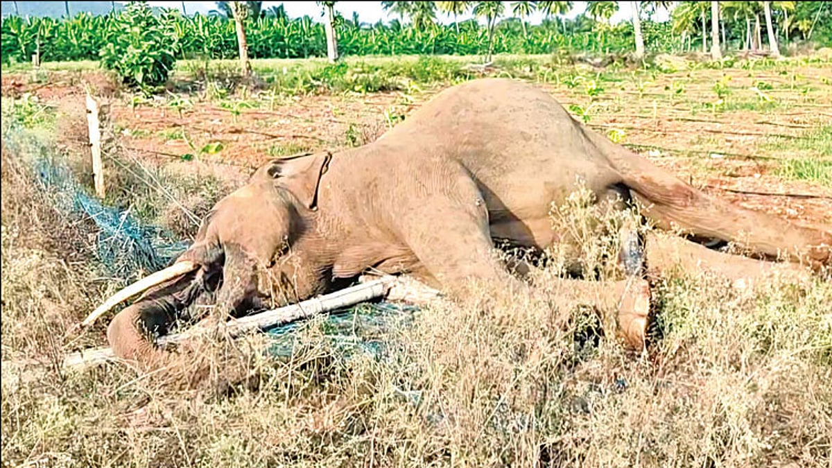 மின்சாரம் தாக்கி காட்டு யானை உயிரிழப்பு - தோட்ட உரிமையாளர் உள்பட இருவர் கைது