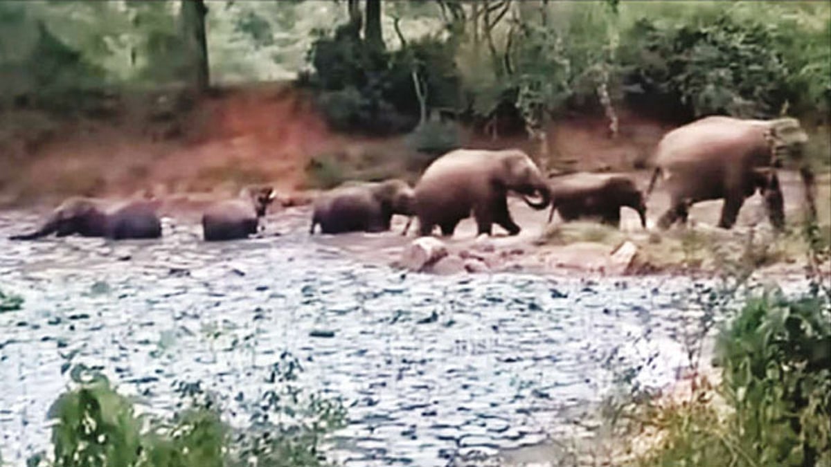 கொளுத்தும் வெயில்: பஜனகிரி குட்டையில் இறங்கி காட்டு யானைகள் ஆனந்த குளியல்