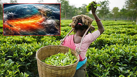 'சூப்பர் எல் நினோ' தாக்குதல்: நீலகிரியில் தேயிலை சாகுபடி பாதிப்பு 