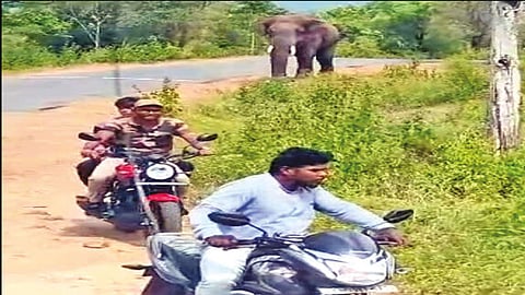 சாலையில் உலா வந்த காட்டு யானை... வாகனங்களை விரட்டியதால் போக்குவரத்து பாதிப்பு!