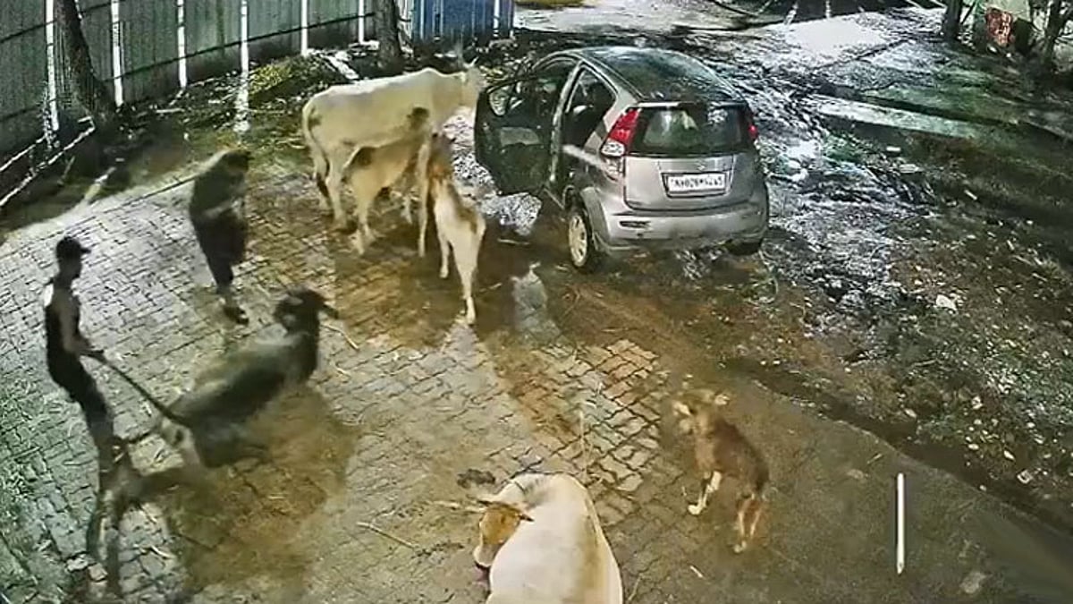 பசுவை காரில் கடத்தி சென்ற கும்பல்; வைரலான வீடியோவால் பரபரப்பு