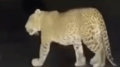 வால்பாறை-பொள்ளாச்சி சாலையில் உலா வந்த சிறுத்தை: வாகன ஓட்டிகள் அச்சம் 