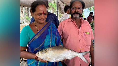 மீன்களின் ராஜா என்று அழைக்கப்படும் புலாசா மீன்